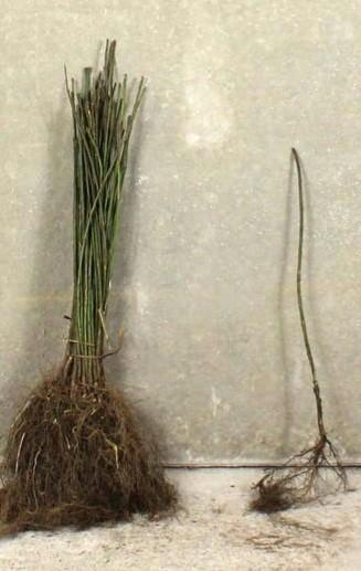 Wilde kardinaalsmuts Euonymus europaeus 100/120 en 125/150cm, Tuin en Terras, Planten | Struiken en Hagen, Ophalen