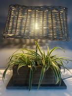 Lamp voor plantjes, Eiken hout op natuursteen onderstel, 50 tot 75 cm, Nieuw, Ophalen of Verzenden