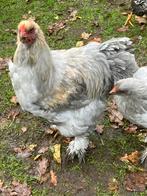 Brahma haan isabel, Dieren en Toebehoren, Pluimvee