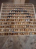 Broedeieren van japanse en chinese kwartels, Meerdere dieren, Overige soorten