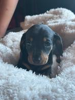 Mooie teckels pups, Dieren en Toebehoren, Honden | Teckels en Dashonden, België, Particulier, 8 tot 15 weken, Korthaar