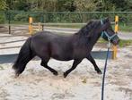 Te koop, lieve menpony 1.05, Dieren en Toebehoren, Pony's, Merrie, Gechipt, Zadelmak, A pony (tot 1.17m)