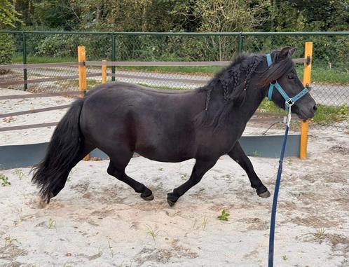 Te koop, lieve menpony 1.05, Dieren en Toebehoren, Pony's, Merrie, Zadelmak, A pony (tot 1.17m), Tuigpony, 3 tot 6 jaar, Met stamboom