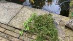 Zuurstofplant voor beginnende vijver, Tuin en Terras, Vijver-toebehoren, Ophalen, Zo goed als nieuw