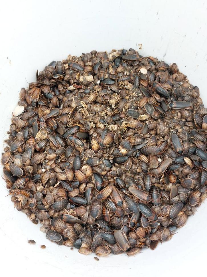 Dubia's te koop, Dieren en Toebehoren, Insecten en Spinnen, Overige soorten