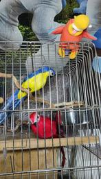 Vogelkooi XXL met villa-nestkast – penthouse voor parkiet, Dieren en Toebehoren, Vogels | Hokken en Kooien, Ophalen, Gebruikt