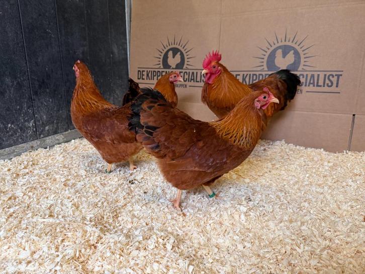 Jonge tamme New Hampshire kriel kippen - Gesekst en Ingeënt, Dieren en Toebehoren, Pluimvee, Kip, Vrouwelijk