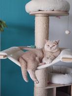 Britse korthaar poes, Poes, Gechipt, 6 jaar of ouder