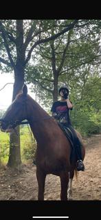 Verzorger/bijrijder aangeboden, verzorgpony/paard gezocht!, Ophalen of Verzenden