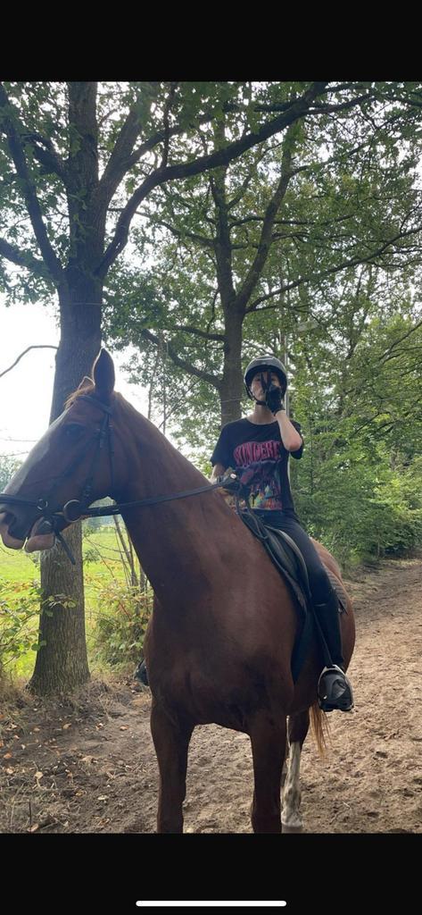 Verzorger/bijrijder aangeboden, verzorgpony/paard gezocht!, Dieren en Toebehoren, Paarden en Pony's | Dekens en Dekjes, Ophalen of Verzenden