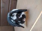 Mooie zwart bonte hangoor konijntje voedster, Dieren en Toebehoren, Konijnen, Vrouwelijk, Dwerg, Hangoor, 0 tot 2 jaar