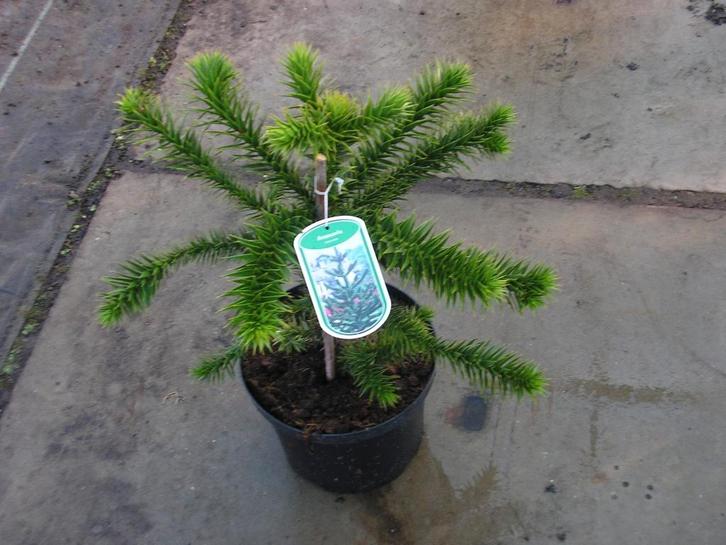 Araucaria Araucana (Apeboom) 30/40 in 4 en 5 liter pot, Tuin en Terras, Planten | Tuinplanten, Overige soorten, Halfschaduw, Ophalen