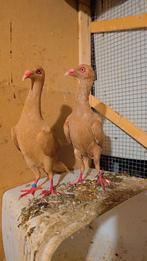 Duiven te koop, Meerdere dieren