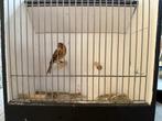 Harlekijn 2025, Dieren en Toebehoren, Vogels | Kanaries, Mannelijk