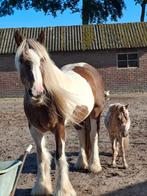 Irish cob / tinker ruin van 3,5 jaar., Dieren en Toebehoren, Pony's, Gechipt, Ruin, Zadelmak, 3 tot 6 jaar