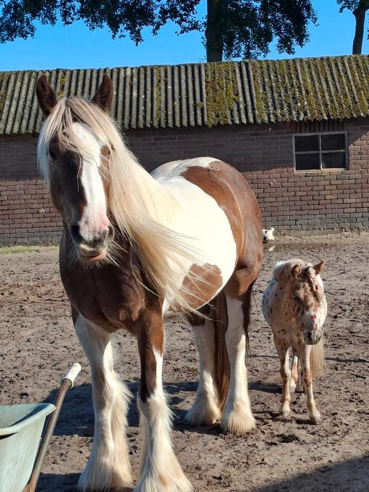 Irish cob / tinker ruin van 3,5 jaar., Dieren en Toebehoren, Pony's, Ruin, Zadelmak, D pony (1.37m tot 1.48m), Recreatiepony, 3 tot 6 jaar