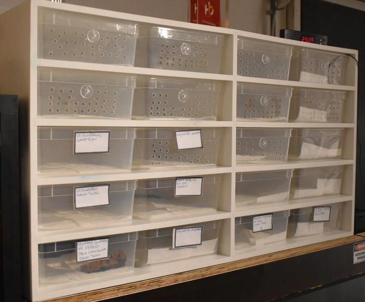 Aluracks Braplast Large, Dieren en Toebehoren, Reptielen en Amfibieën | Toebehoren, Ophalen of Verzenden