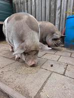 2 kune/hangbuik varkens (gecastreerd) ubn geregistreerd, Dieren en Toebehoren, Schapen, Geiten en Varkens, Mannelijk, Varken, 3 tot 5 jaar