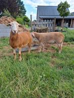 Tekoop mooi Nolana Ramlam en een Nolana/maasduin, Dieren en Toebehoren, Schapen, Geiten en Varkens, Mannelijk, Schaap