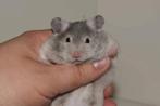 Syrische hamster, net 1 jaar, Dieren en Toebehoren, Knaagdieren, Hamster, April, Mannelijk, Tam