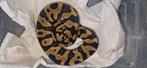 Koningspythons# balpython# morf#, Slang, 0 tot 2 jaar