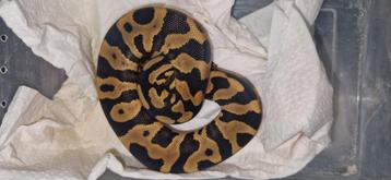 Koningspythons# balpython# morf# beschikbaar voor biedingen