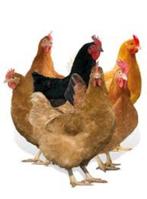 Hubbart Hennen, Dieren en Toebehoren, Vogels | Overige Vogels, Vrouwelijk, Tam