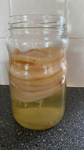 Kombuca scoby beschikbaar voor biedingen