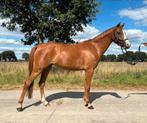 Brave 3 jarige welsh c pony, Dieren en Toebehoren, Merrie, Zadelmak, 3 tot 6 jaar, C pony (1.27m tot 1.37m)