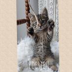 Prachtige kittens Maine Coon X (nog 1 beschikbaar), Dieren en Toebehoren, Meerdere dieren, Ontwormd, 0 tot 2 jaar