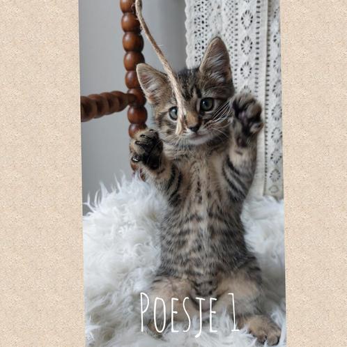 Prachtige kittens Maine Coon X (nog 1 beschikbaar), Dieren en Toebehoren, Katten en Kittens | Raskatten | Langhaar, Meerdere dieren