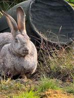 Gratis afhalen: Vlaamse reus (vrouwtje), Dieren en Toebehoren, Konijnen, Vrouwelijk, Groot, 3 tot 5 jaar