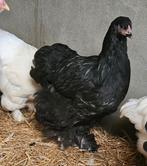 Mooie Zwarte Brahma kip (6 maanden oud), Dieren en Toebehoren, Pluimvee, Vrouwelijk, Kip