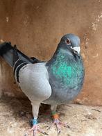 Postduif kweekdoffer, Dieren en Toebehoren, Mannelijk, Postduif