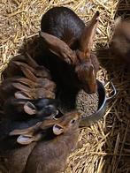 Belgiche hazen, Dieren en Toebehoren, November, Meerdere dieren, Overige typen