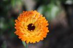 Bio zaden Goudsbloem - Calendula officinalis, Verzenden, Voorjaar, Volle zon, Zaad
