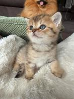 Brietse kortharige kittens - poezen 2 stuks, Dieren en Toebehoren, Poes, Ontwormd, 0 tot 2 jaar