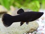 GRATIS 10 stuks - BLACK MOLLY VISSEN, Dieren en Toebehoren, Vis