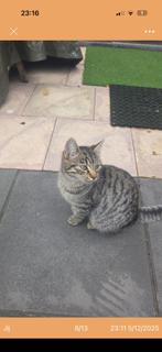 europese, korthaar, Meerdere dieren