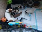 Nieuw !! Leuk getekende GLADH. JACK RUSSELL RASZUIVER, Dieren en Toebehoren, Parvo, Jack Russell Terriër, 8 tot 15 weken, Meerdere