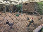 Drentse krielen geelpatrijs, Dieren en Toebehoren, Pluimvee, Meerdere dieren, Kip