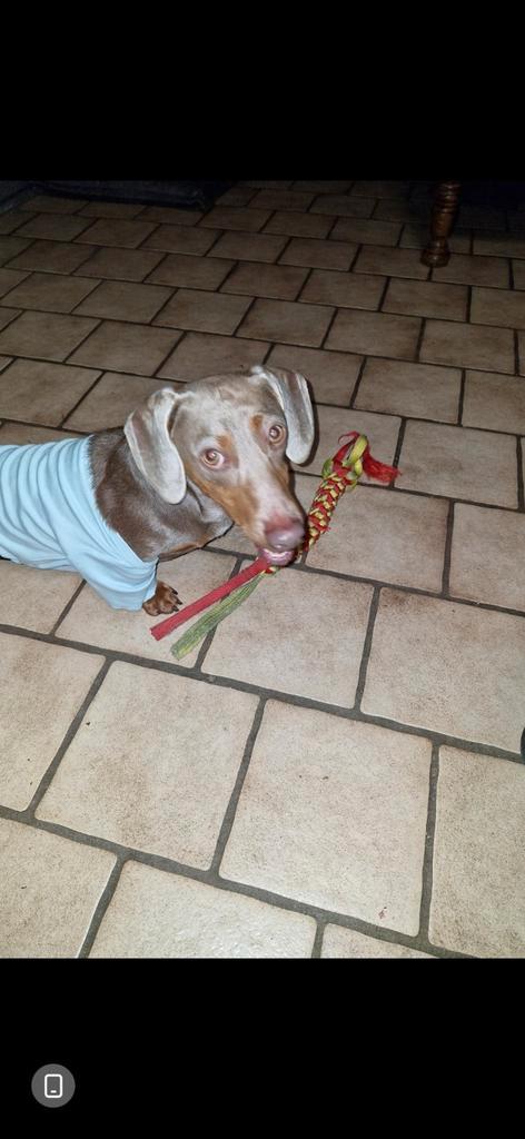 Isabel tan dekreu, Dieren en Toebehoren, Honden | Dekreuen, Reu, Particulier, Eén hond, Nederland, 1 tot 2 jaar, CDV (hondenziekte)