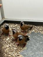 Gordelgrasvink 5x, Dieren en Toebehoren, Vogels | Overige Vogels, Meerdere dieren, Tropenvogel, Geringd