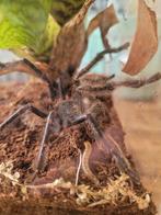 Ybyrapora Diversipes man, Dieren en Toebehoren, Spin of Schorpioen