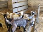 Tk. 4 landgeit lammeren, Dieren en Toebehoren, Schapen, Geiten en Varkens, Vrouwelijk, Geit, 0 tot 2 jaar