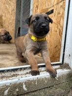 Mechelse herder pups te koop! 2 teefjes!, 8 tot 15 weken, Rabiës (hondsdolheid), Meerdere, Meerdere dieren