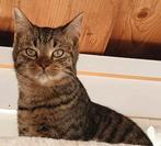 Rustige kater zoekt liefdevol blijvend huisje, Kater