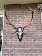 Mooi Edelhert Gewei Jacht Trofee Mancave Jacht Hut f83, Verzamelen, Ophalen, Gebruikt, Hert, Gewei of Kop