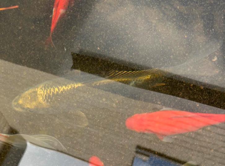 7 Europese Koi karpers, Dieren en Toebehoren, Vissen | Vijvervissen, Karper of Koi