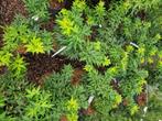 Japanse esdoorns, Tuin en Terras, Planten | Tuinplanten, Ophalen of Verzenden, Zomer, Overige soorten, Halfschaduw
